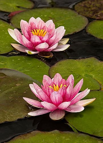 Pink and white hybrid water lily-North Carolina Art Print